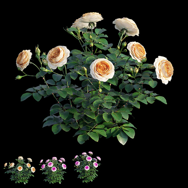 瑞典女王玫瑰-6