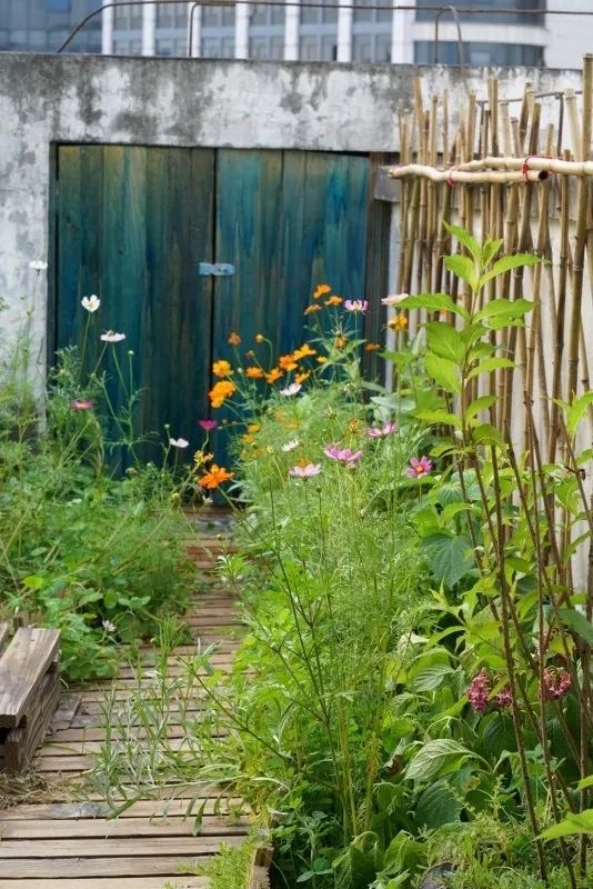 不惑之年,他自己动手建了一座楼顶花园,养花种菜喂鱼……-23