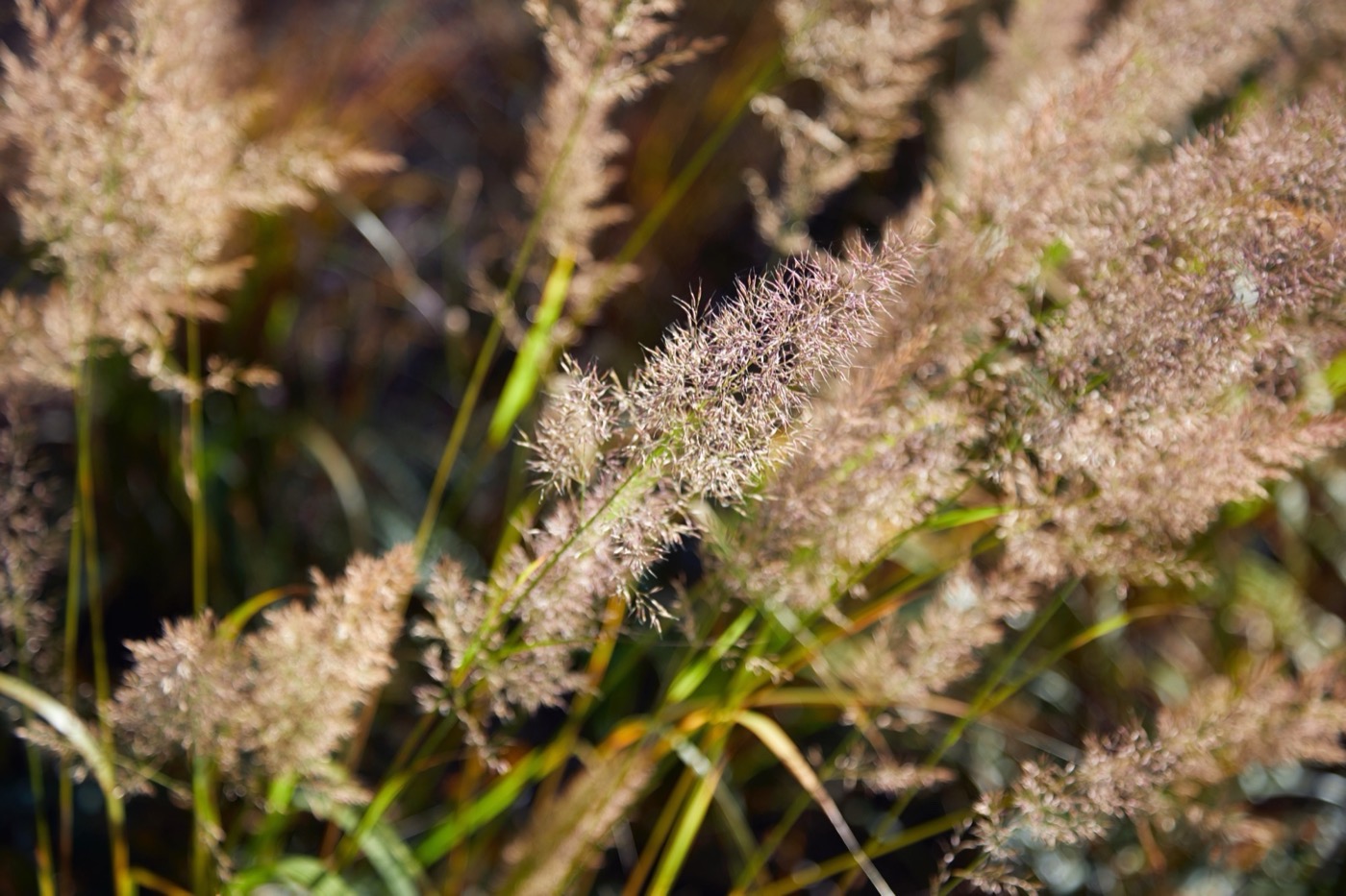 绿色之心的现代景观设计丨BD landscape architects-12