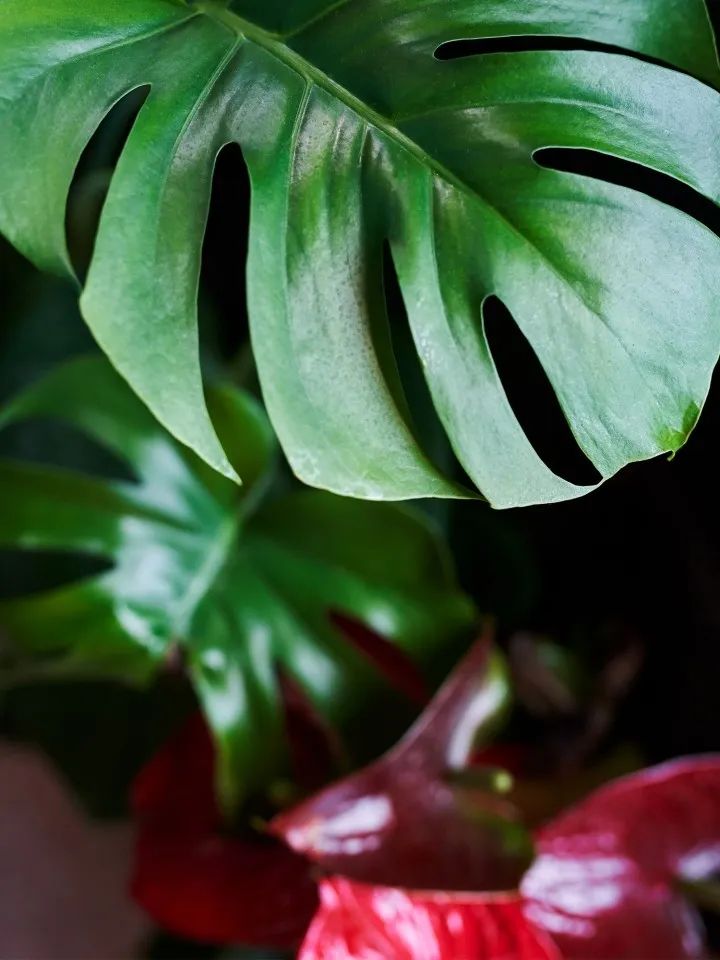 黑伦贝格设计新纪元 | 罗马·克 lis 设计公司的成功之路-46