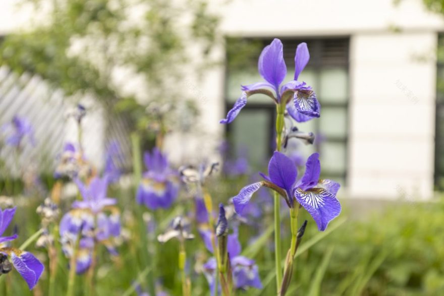 丨美国波特兰丨SD-21