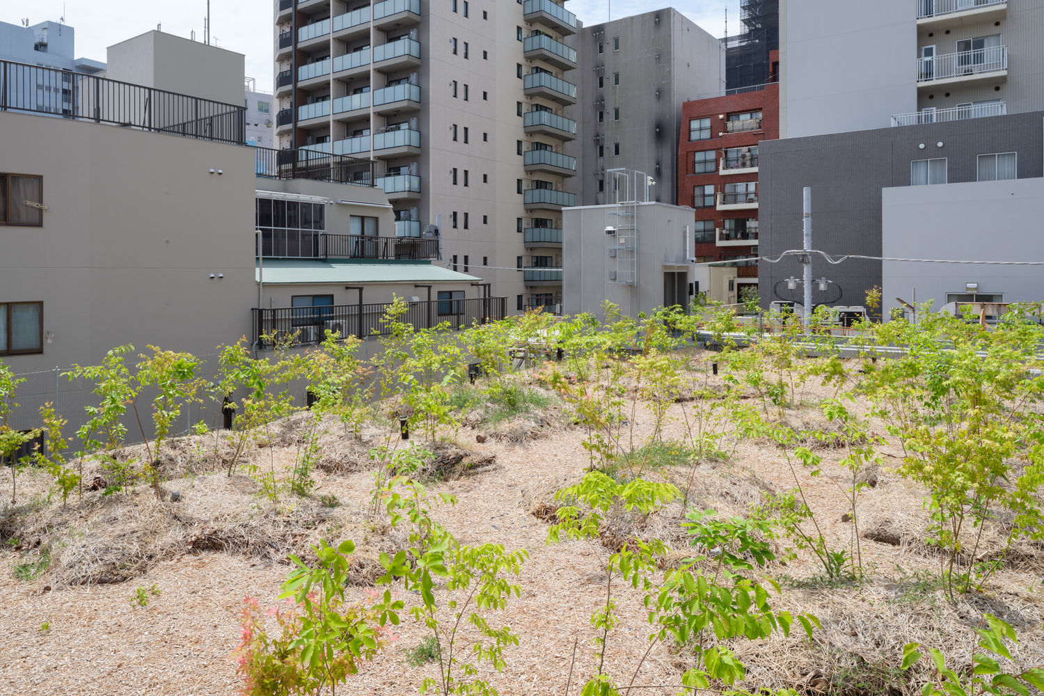 日本 Keystone 森林商业建筑丨日本东京丨Nori 建筑事务所+高田景观设计公司-20