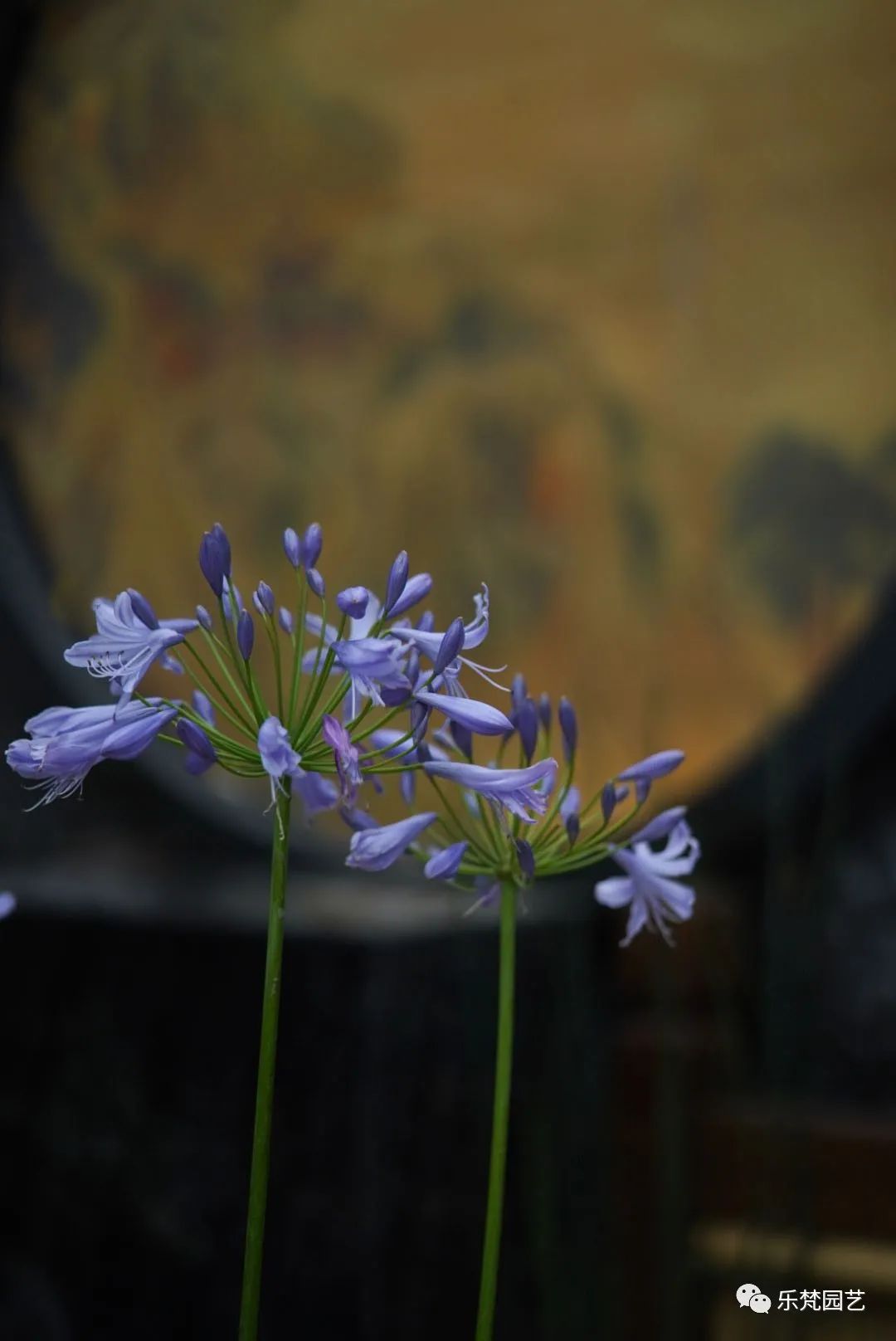 龙湖景粼玖序屋顶花园·隐逸庭丨乐梵园艺-62