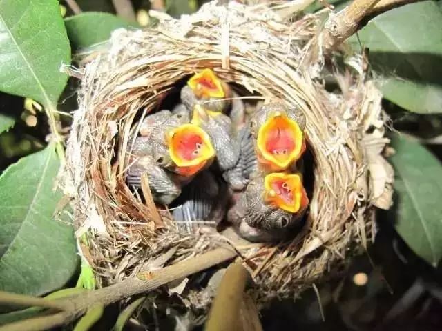 文艺大叔租下8亩林场，花16年种花养草，如今惊艳世人，连美国杂志都给他点赞-98