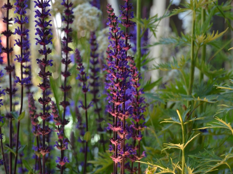 Eau de bonheur - Didier Danet - Entreprise Paysagiste-25