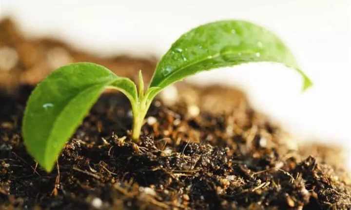 四季花开不间断的阳台打造指南-24