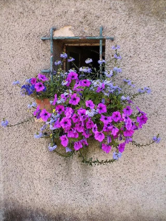 打造惊艳阳台,7 种花卉让空间焕发生机-44