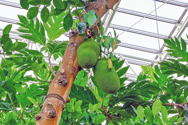 热带梦幻中心（海洋博公园内）丨日本冲绳-34