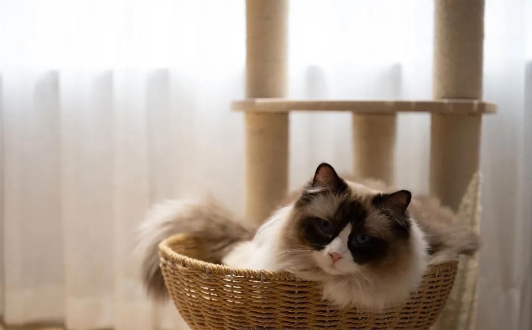 日落灯下的简约治愈之家-27