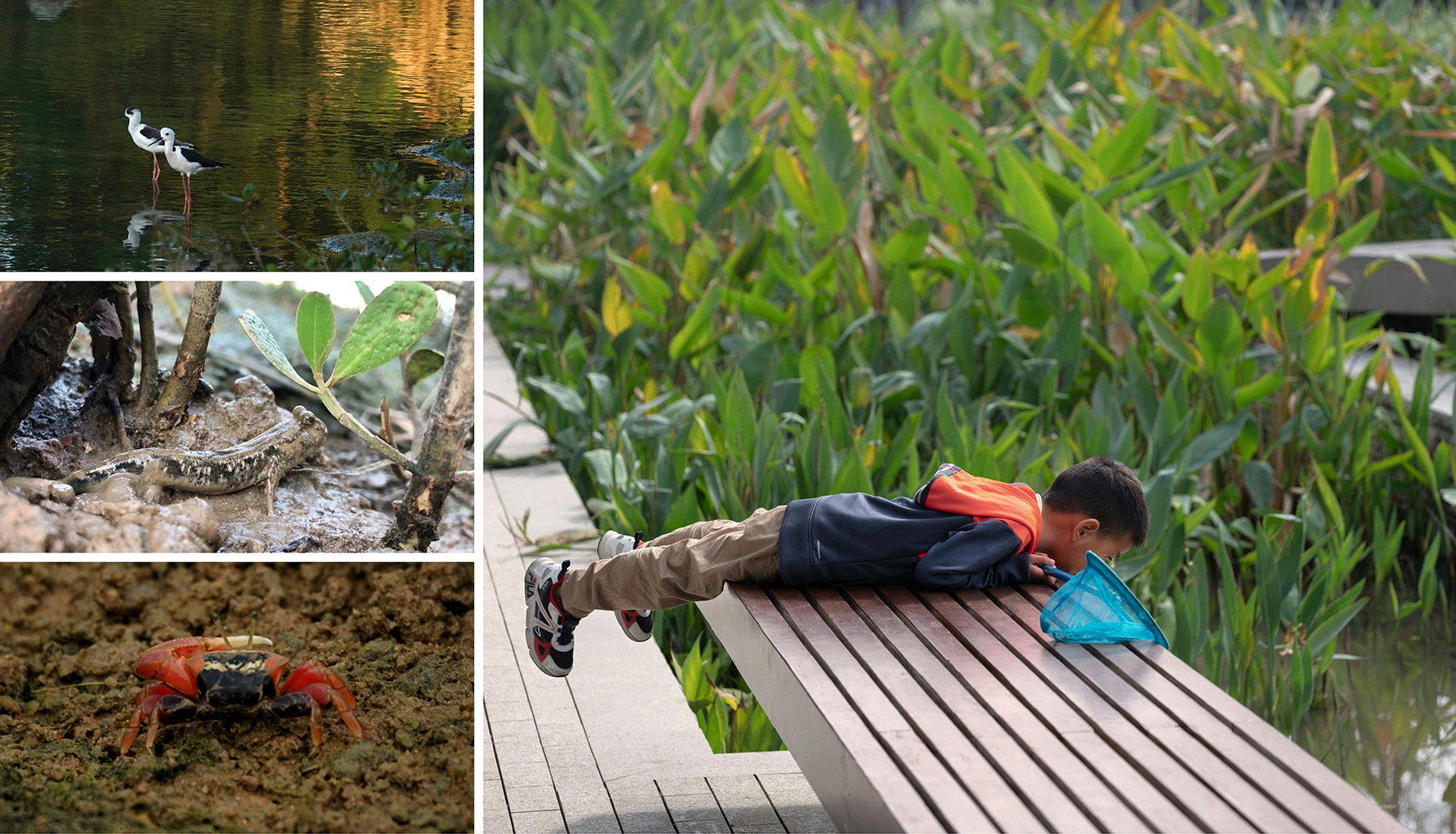 前海桂湾公园丨中国深圳丨FIELD OPERATIONS等多家单位及朱祥明团队-57