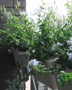 住宅案 | 文山區 | 陽台景觀設計