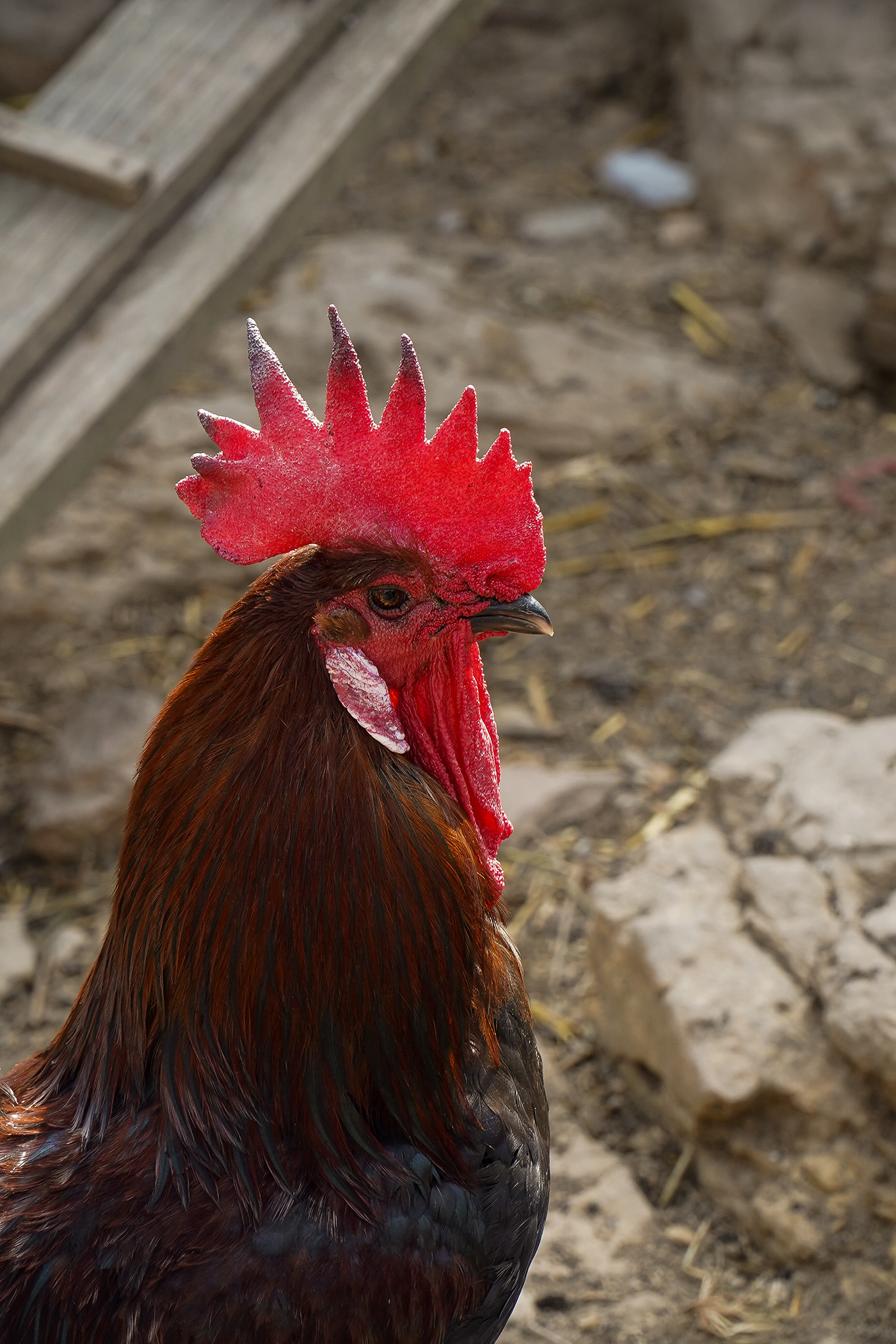 Anastasiya Gushchina丨乡村庭院丨La Encantada - 21丨西班牙-7