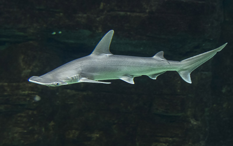 莫斯科海洋馆155立方米鳐鱼海洋水族缸-38