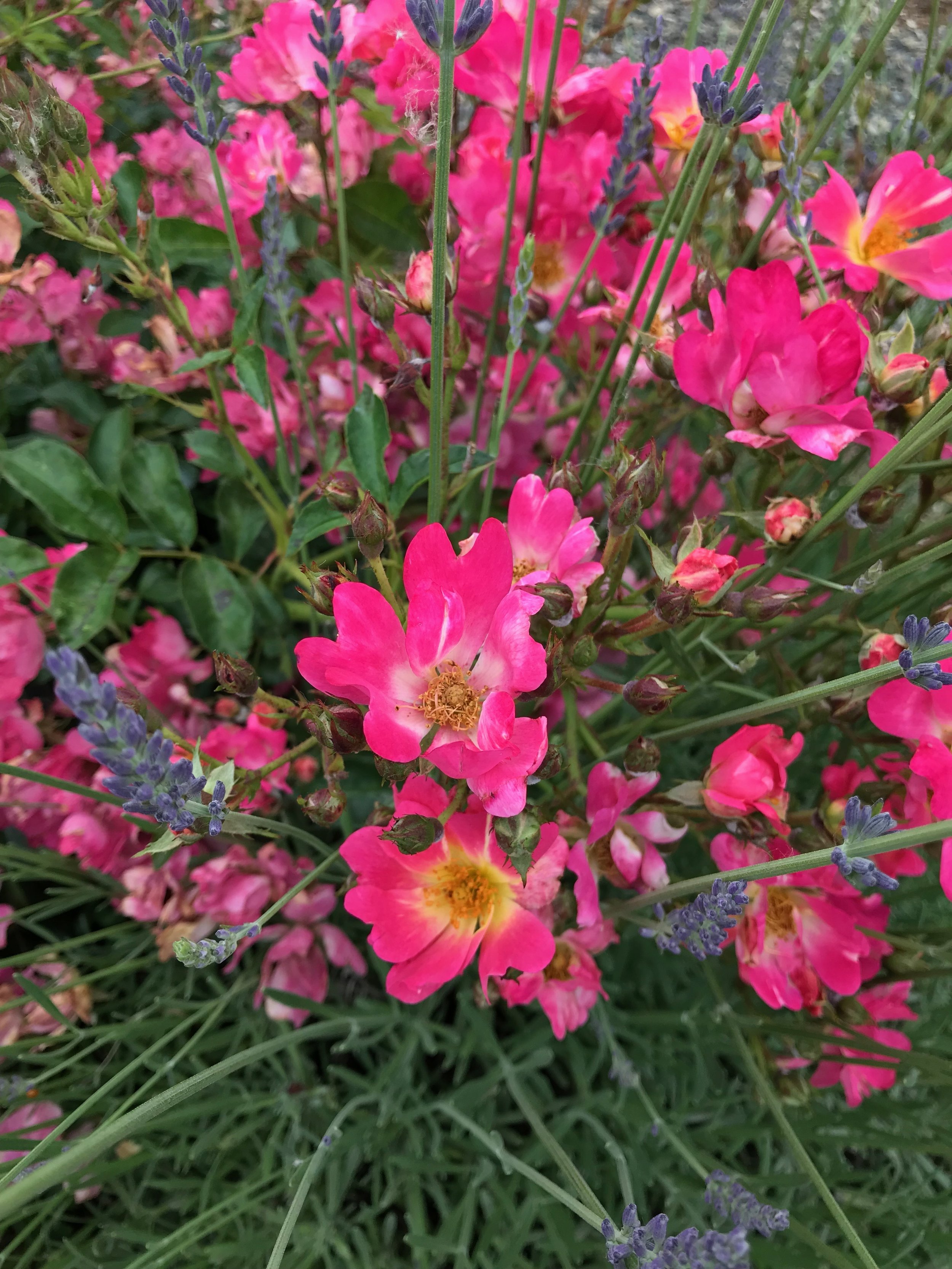 哥伦比亚城某住宅前院景观重新设计丨Alyse Lansing-18