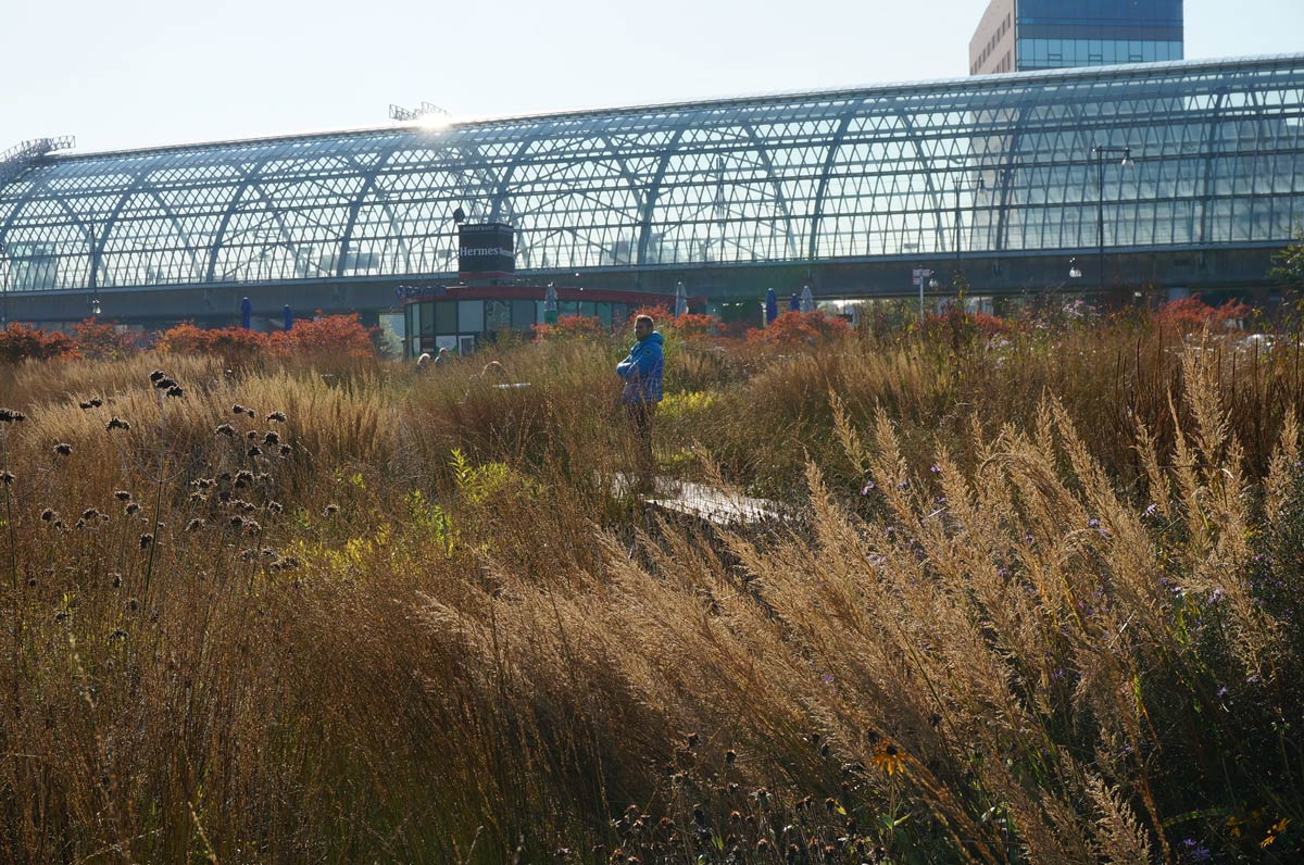 阿姆斯特丹交通枢纽绿色公共空间惊艳变身-10