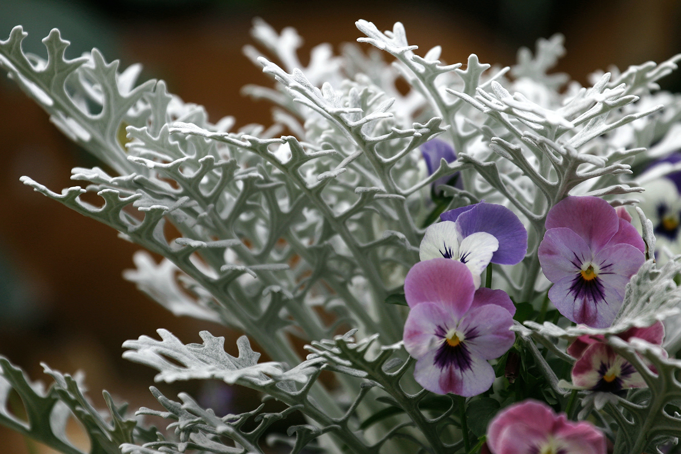 花 flower，蝶 butterfly-1