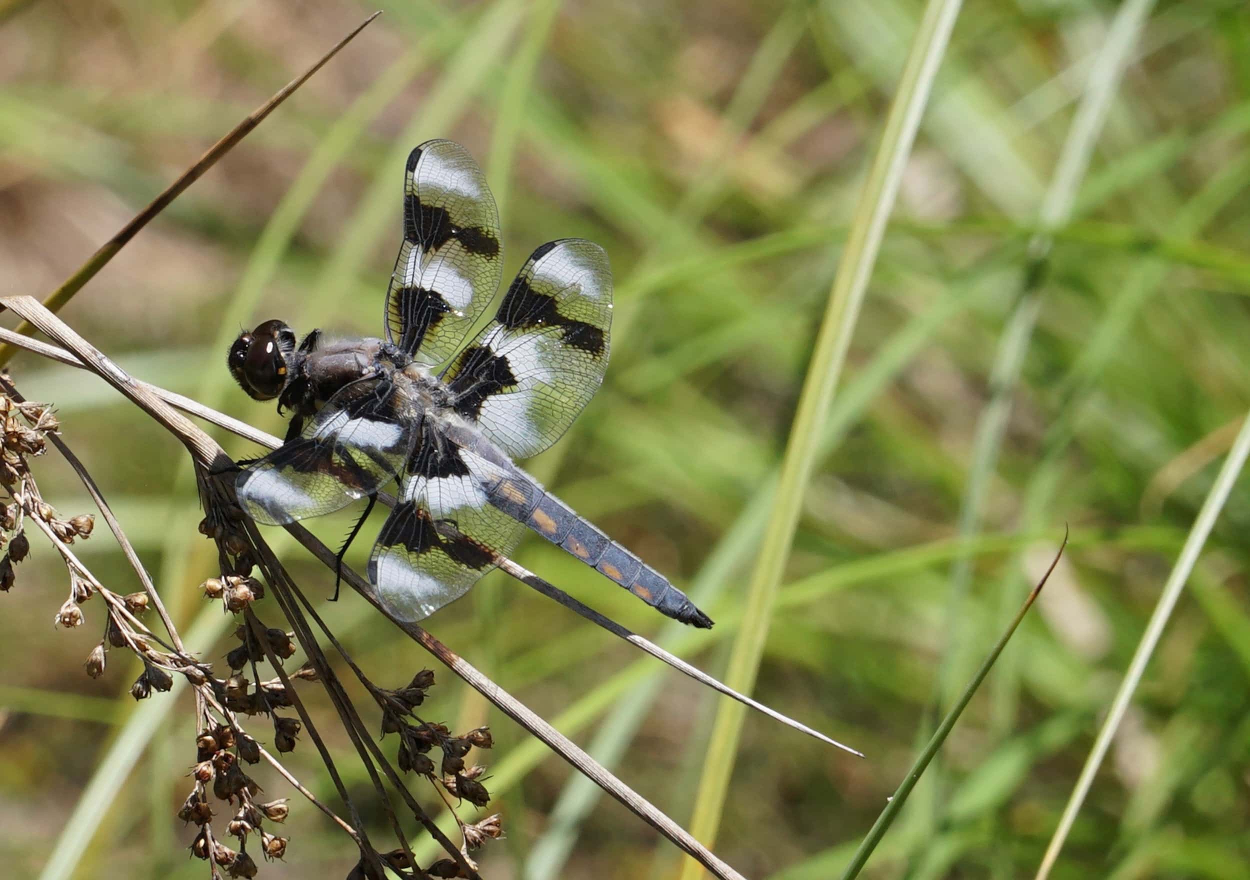 小面积荒野丨Huettl Landscape Architecture-6