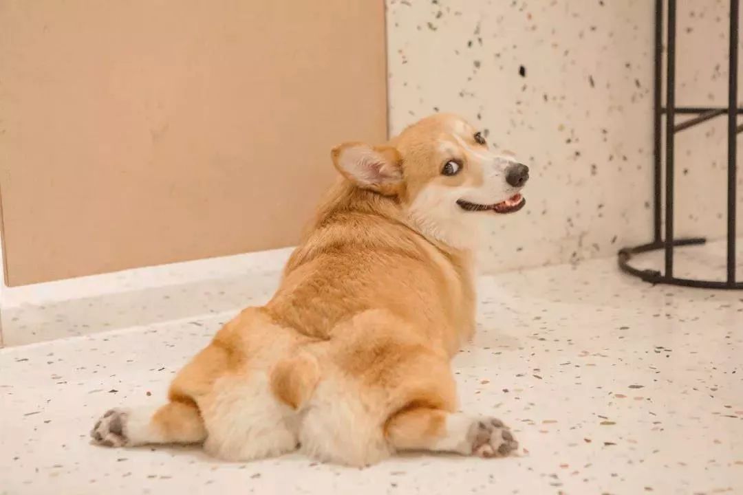 柯基互动体验馆，传递爱与关怀的小世界-17