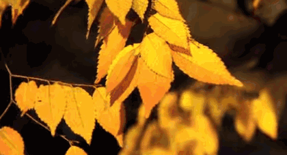 锦绣之城 · 诗意山水间的四季花园丨中国杭州-11