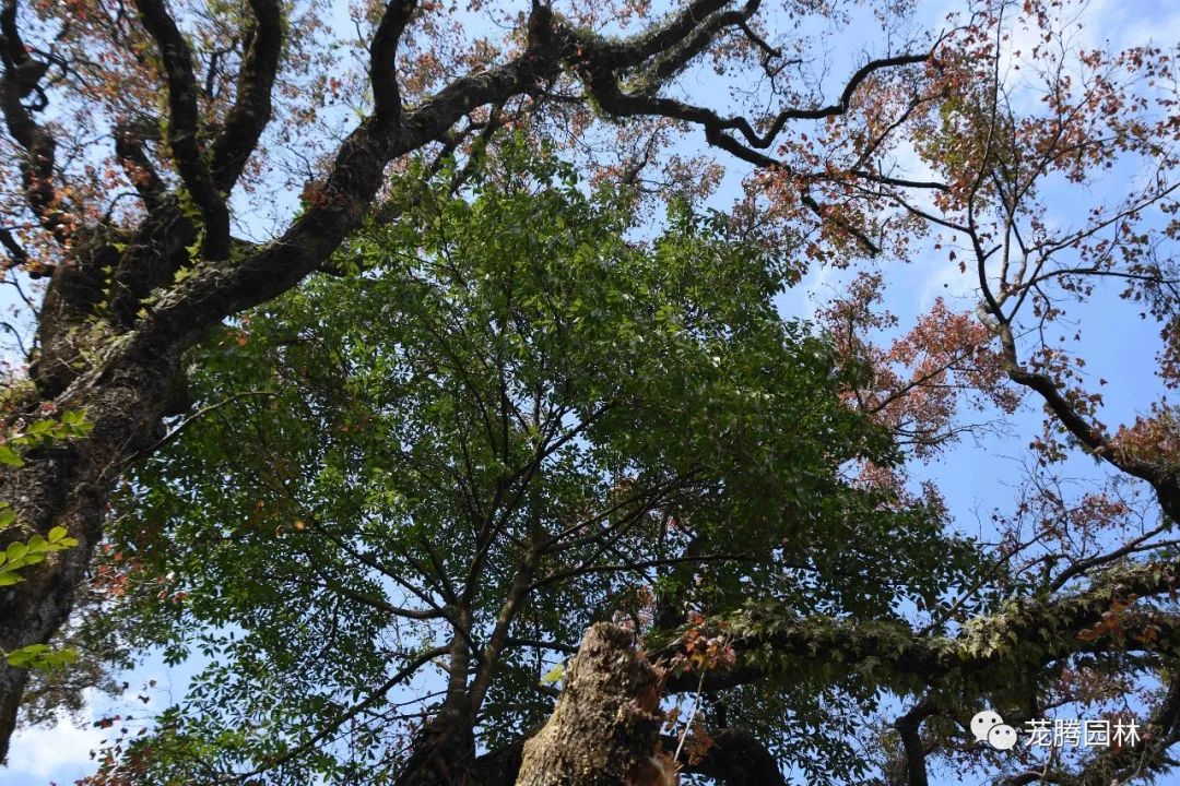 行走的茏腾人 | 象头山自然之美-55