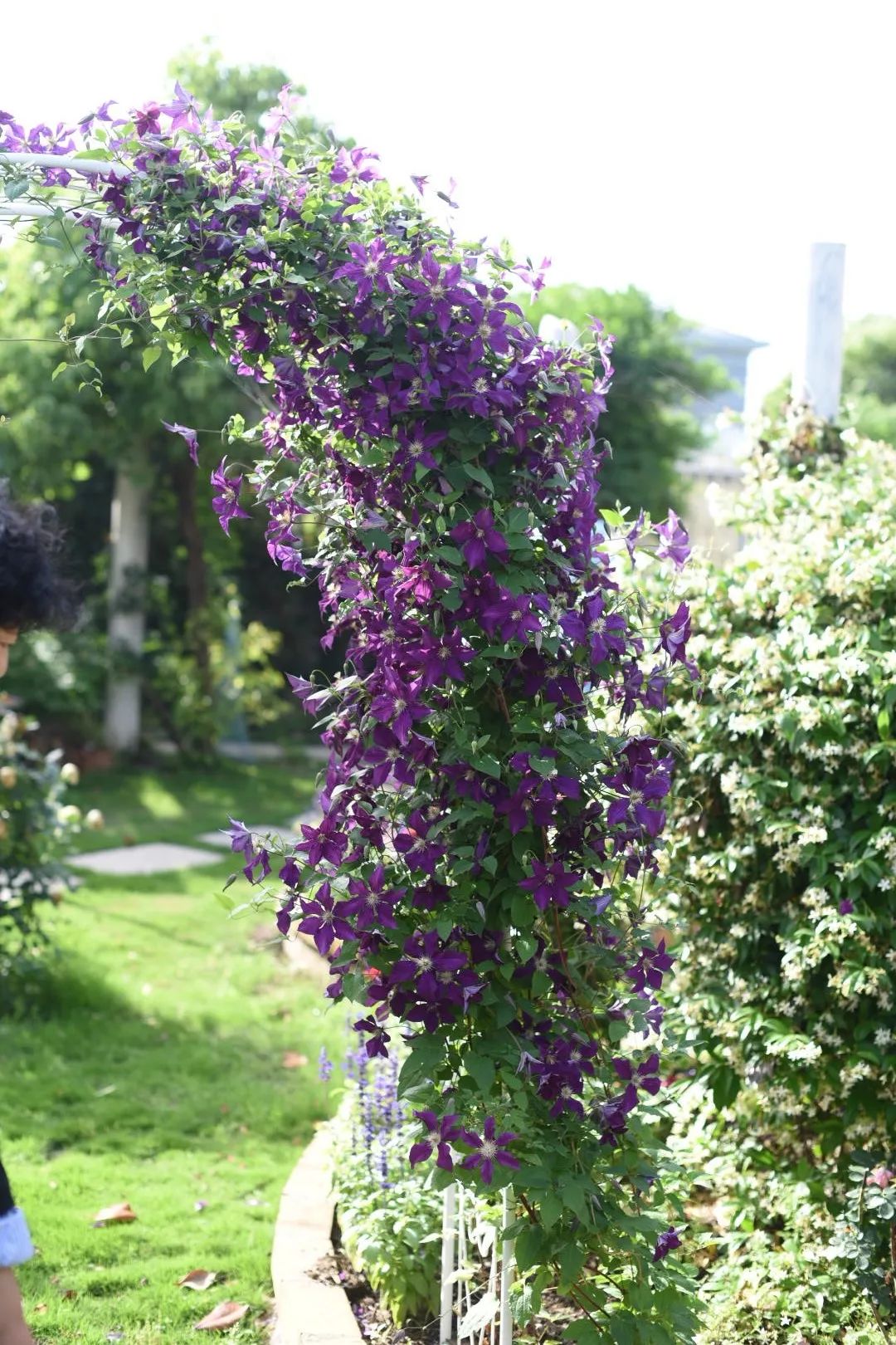 78岁爷爷改造荒废院子，为孙女建起一座花园-136