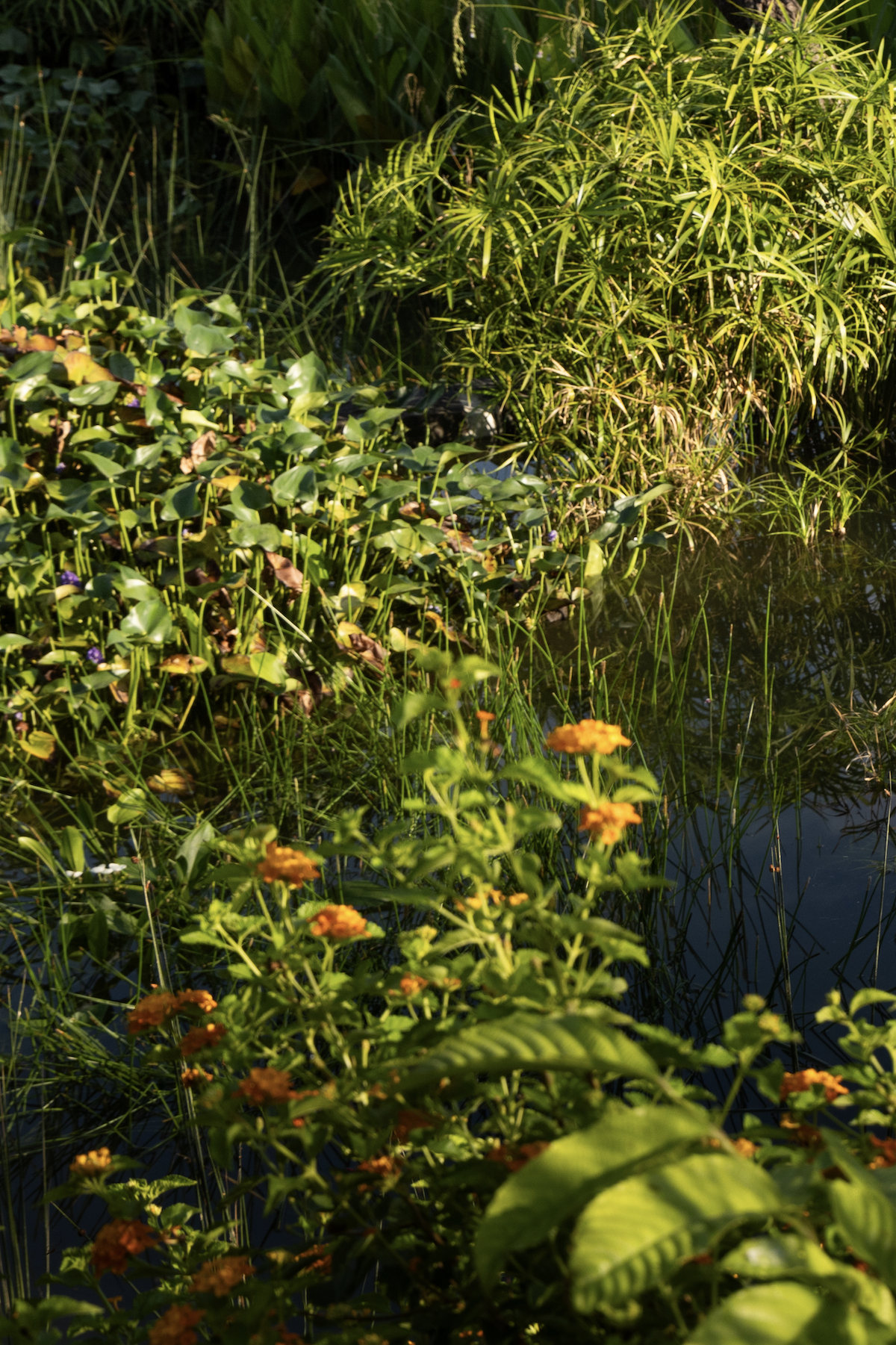 比达达利公园丨新加坡-45