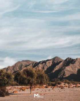 Nature in Wadi El Gemal Reserve