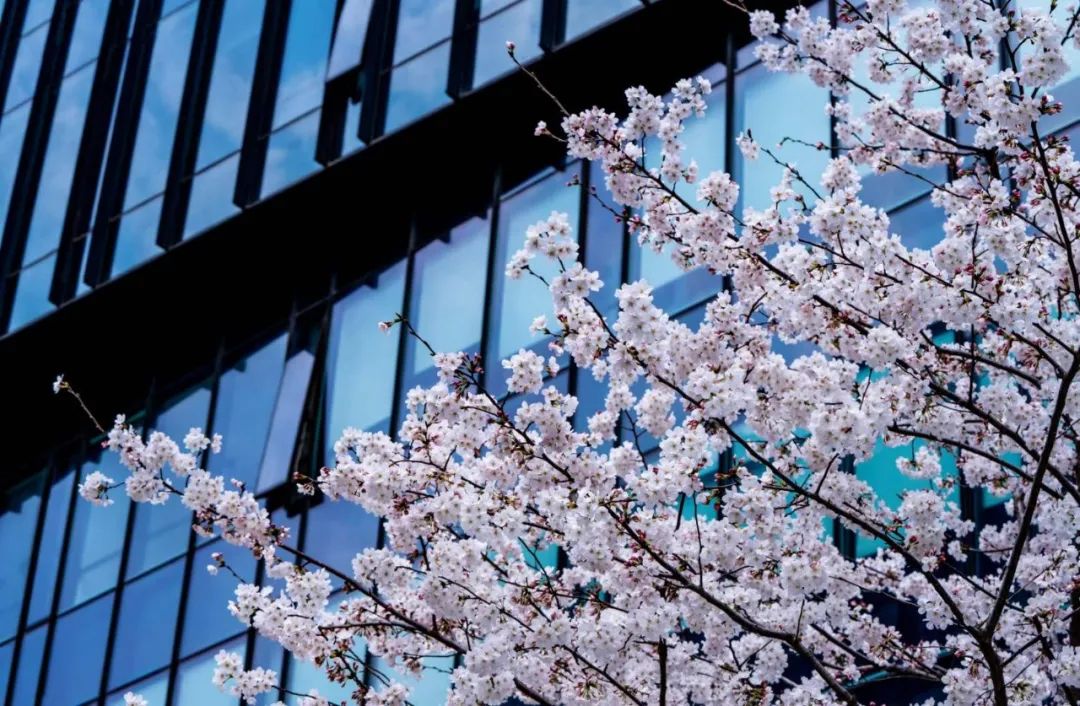 魔都五大赏樱胜地丨中国上海-48