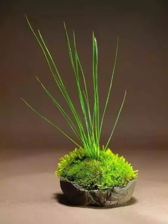 案上花草，闲时观 | 品味室内设计中的自然美学-10