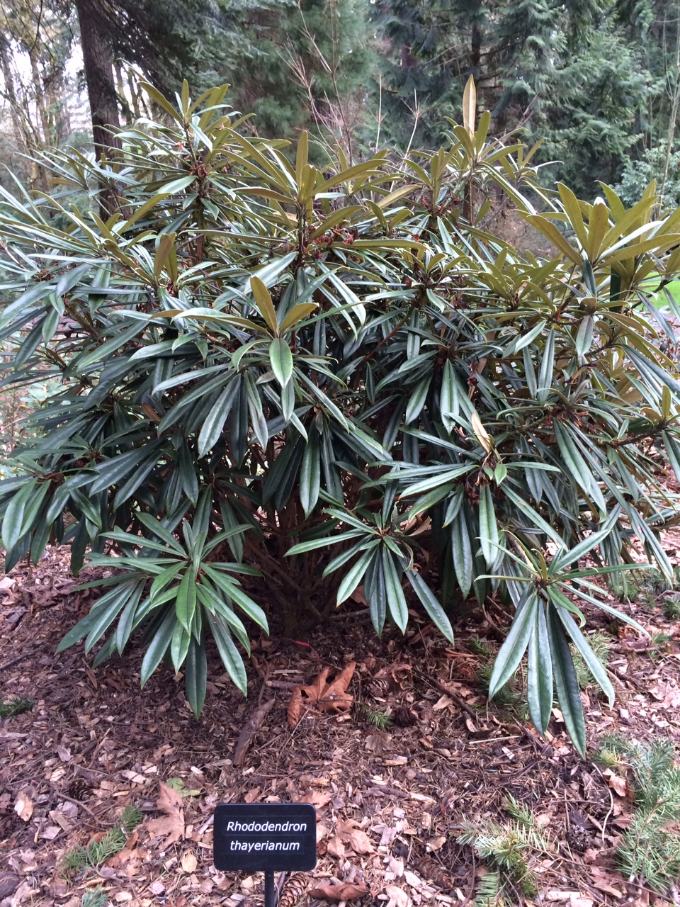 华盛顿公园喜马拉雅云林花园丨美国华盛顿-1