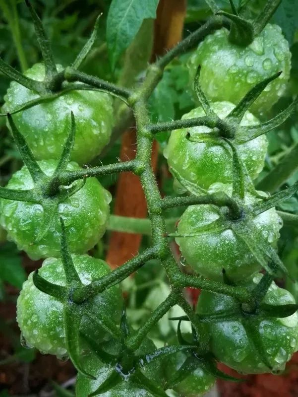 不惑之年，他自己动手建了一座楼顶花园，养花种菜喂鱼……-154