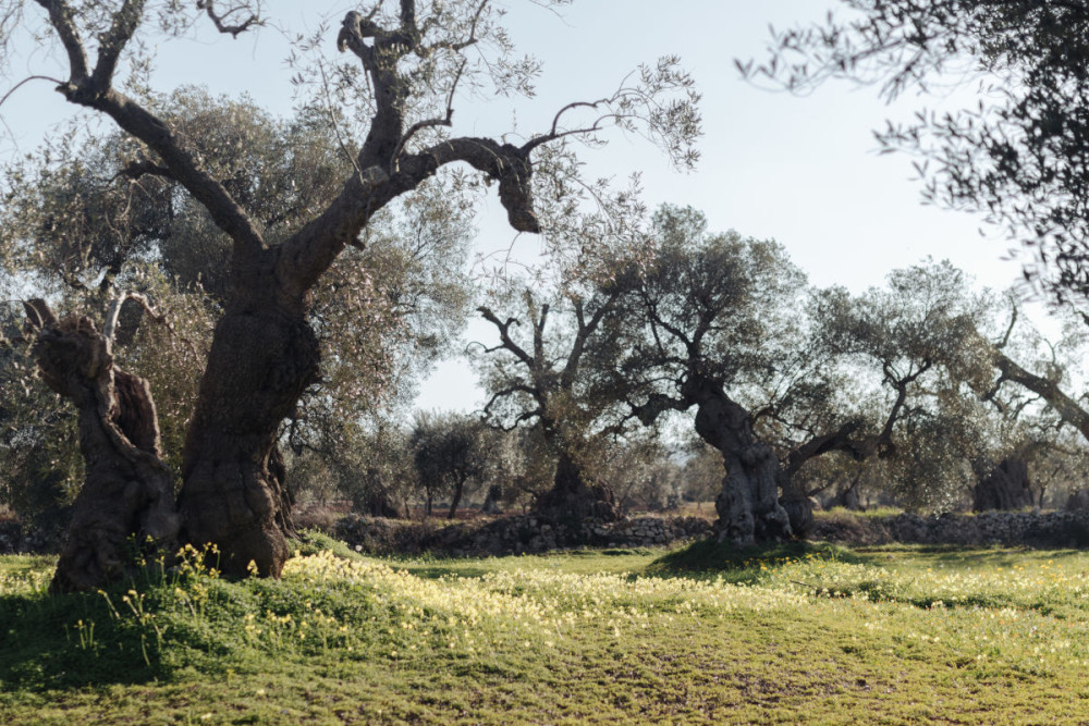 意大利 MASSERIA DAGILUPI 度假别墅-59