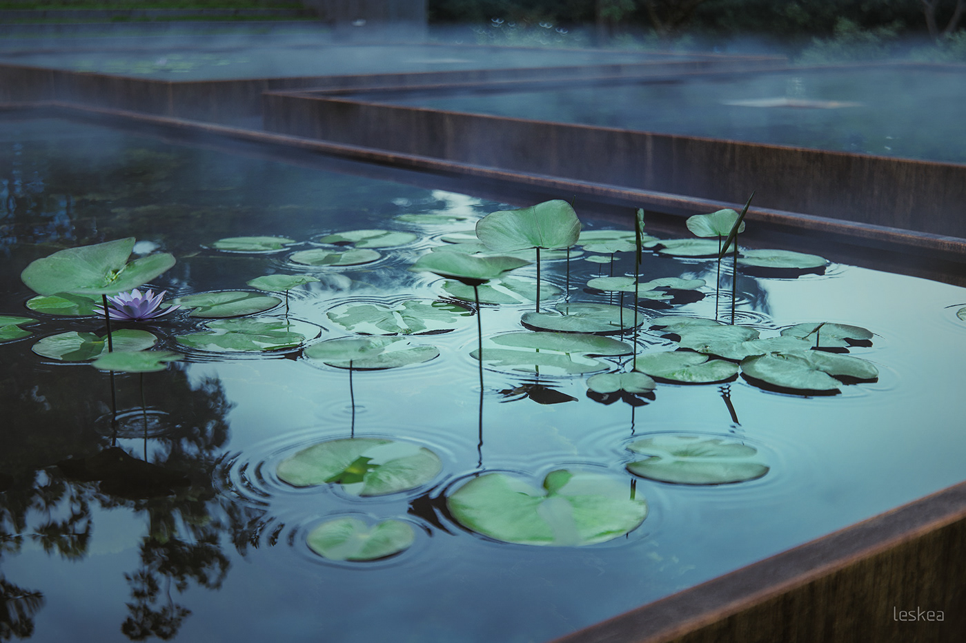 梦幻树屋(Tree House Constantia)-23