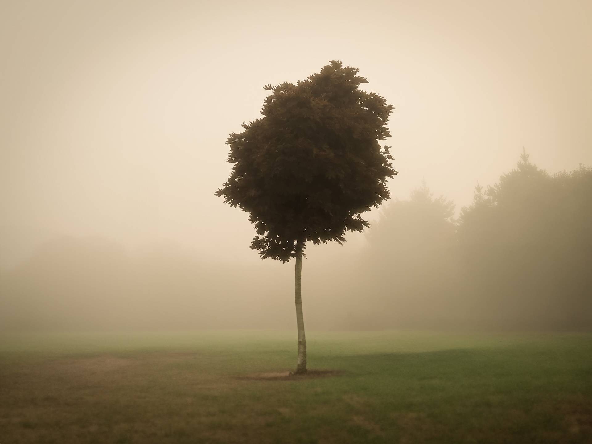 世界上的树木丨Sylvie D.-165