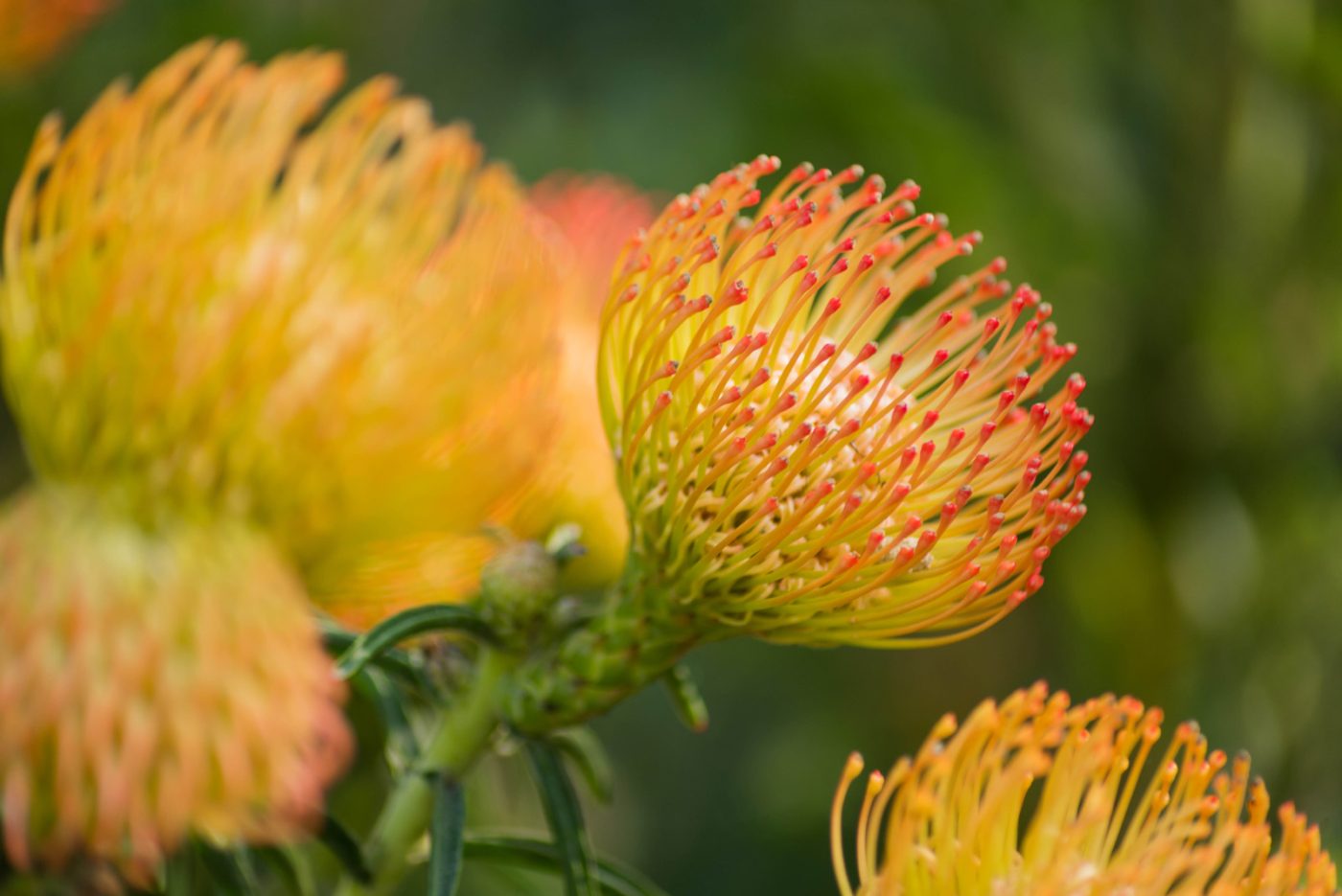 2018 Trailfinders南非葡萄酒庄园展示花园丨Jonathan Snow-8