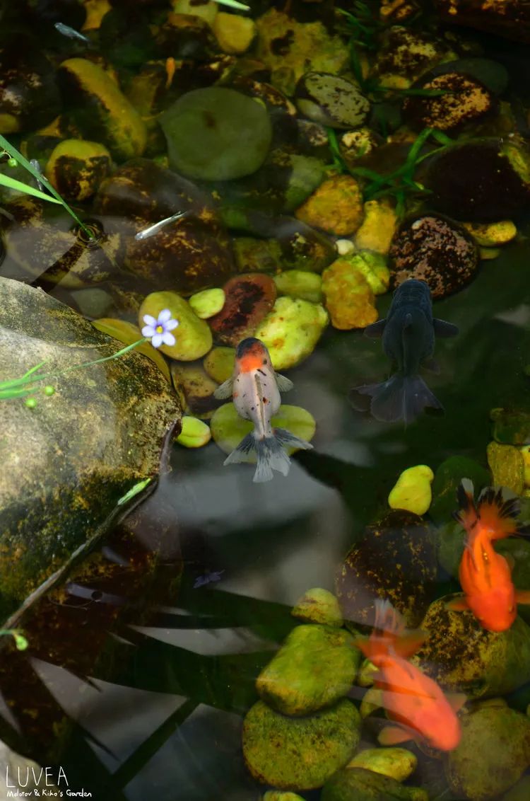 90后夫妻用4年时间，在魔都造了60平米花园，遛狗逗猫，好不惬意~-59