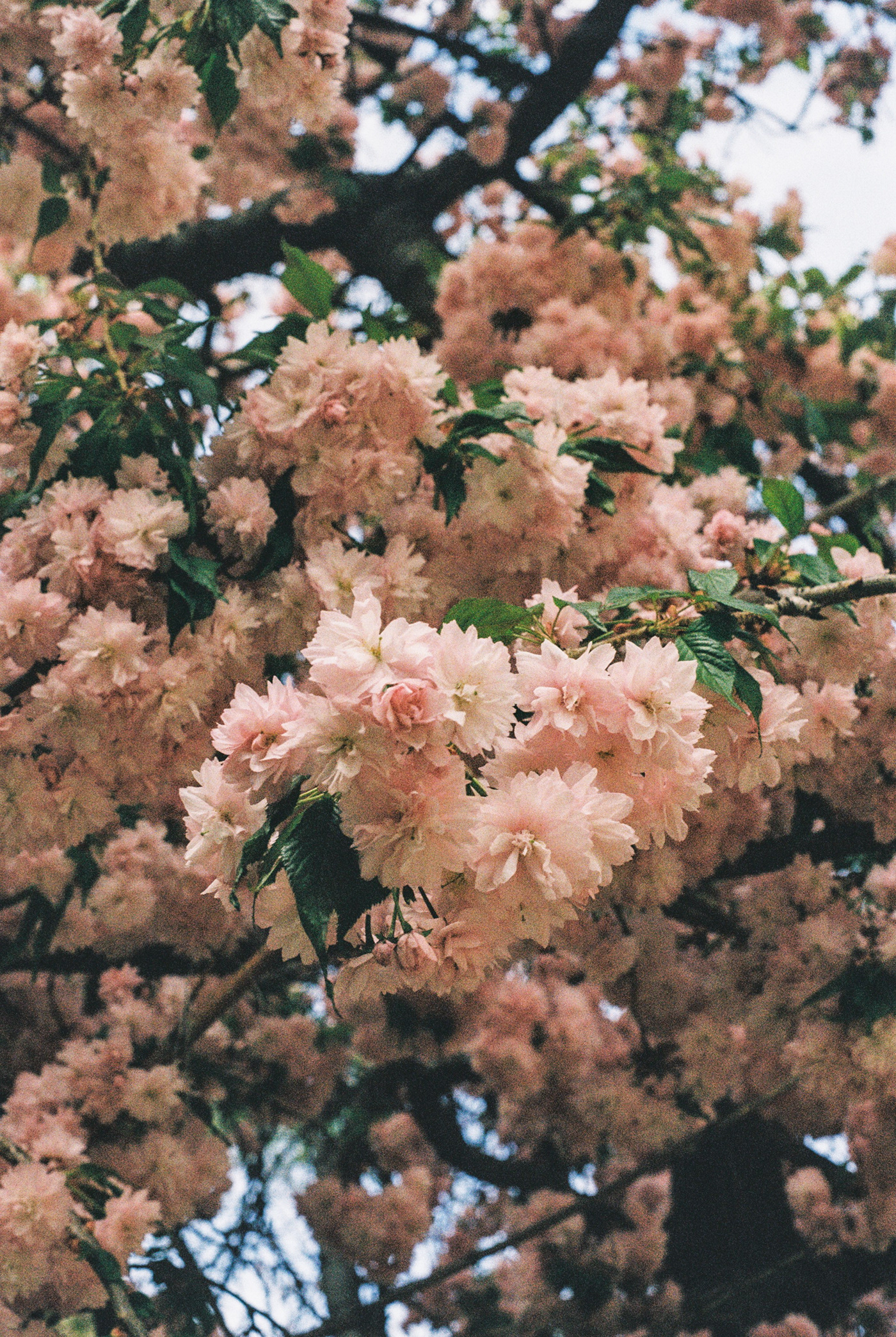 glimpses of Spring // 35mm film-8