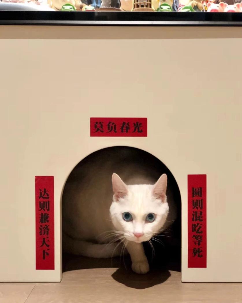 喵星人的温馨家园丨中国重庆丨不详-81