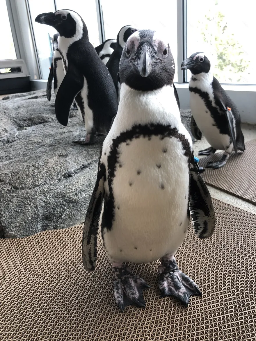 水际之地:非洲丨美国科罗拉多斯普林斯丨SH|R Studios-15