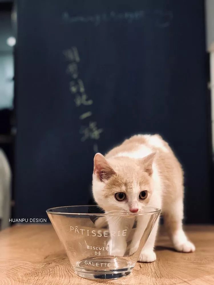 33㎡北欧猫宅,小空间大温馨-121