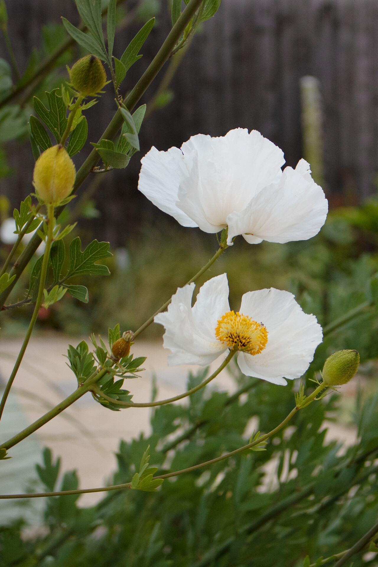 身边风景 | Soft Studio-56