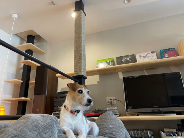 住吉山手の家（犬と猫と音楽の家）丨日本兵库丨ファウナ・プラス・デザイン一級建築士事務所-32