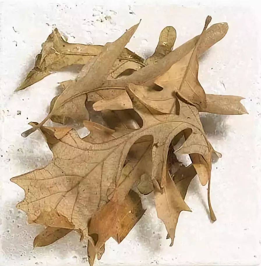 庭院花境中的土壤覆盖物设计与应用-29