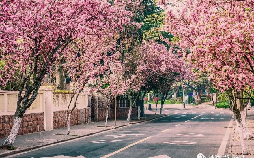 园林文化——寓意解析 | 四君子、花王与雪中四友-134