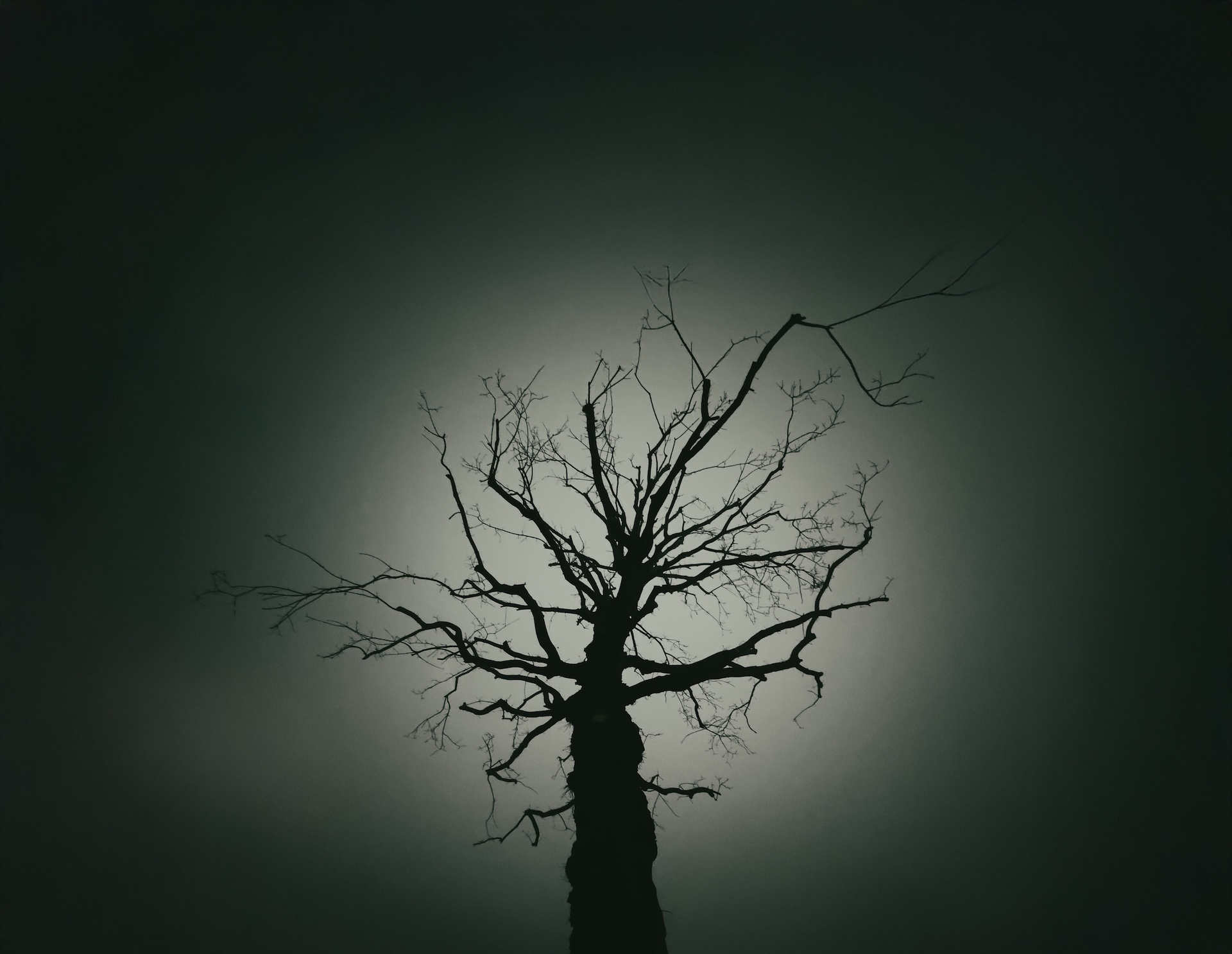 世界上的树木丨Sylvie D.-163