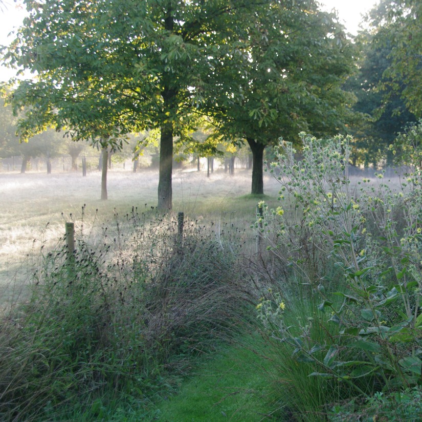 Grassentuin（草坪花园）等相关花园项目丨Chris Ghyselen（景观建筑师）-6