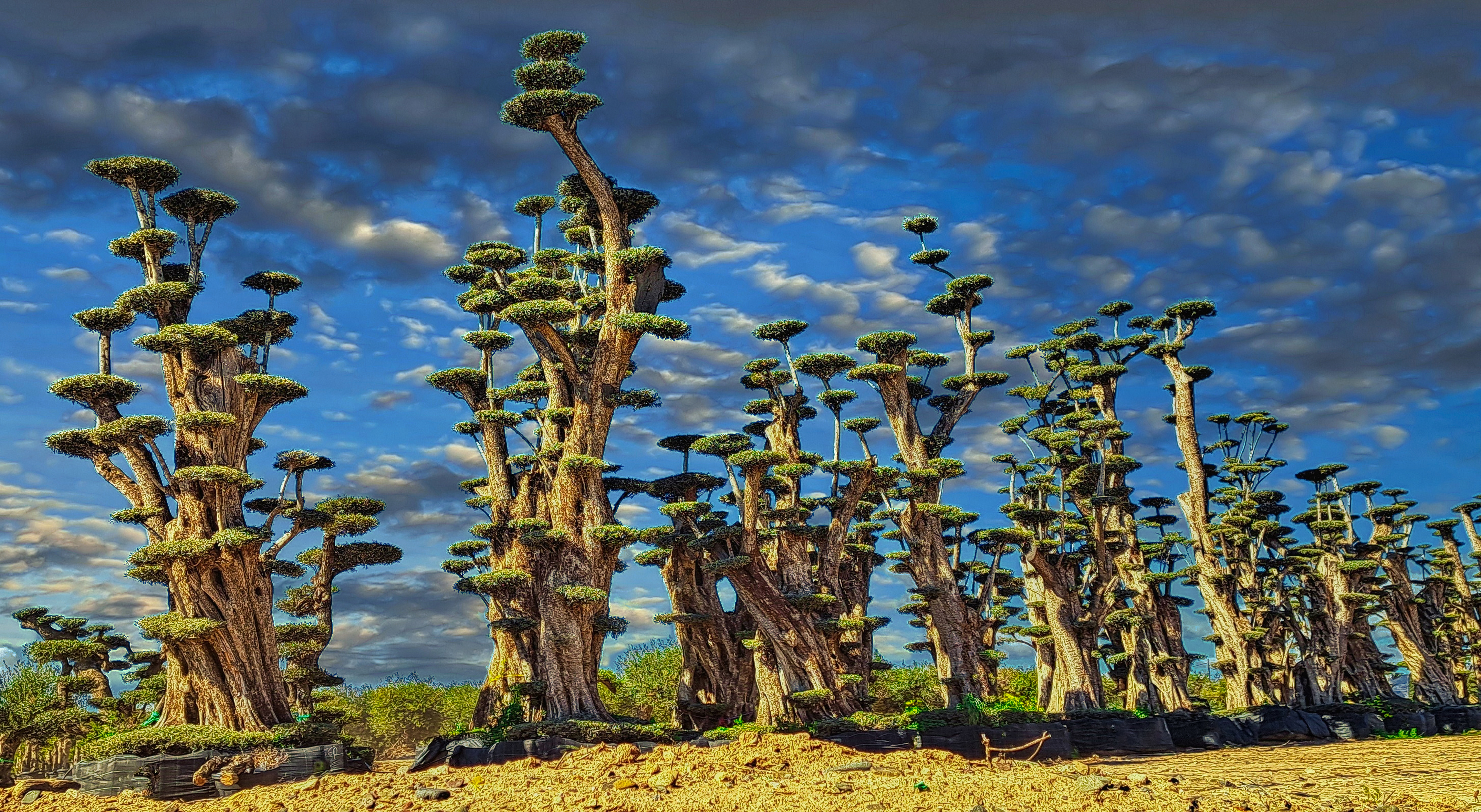 世界上的树木丨Sylvie D.-105