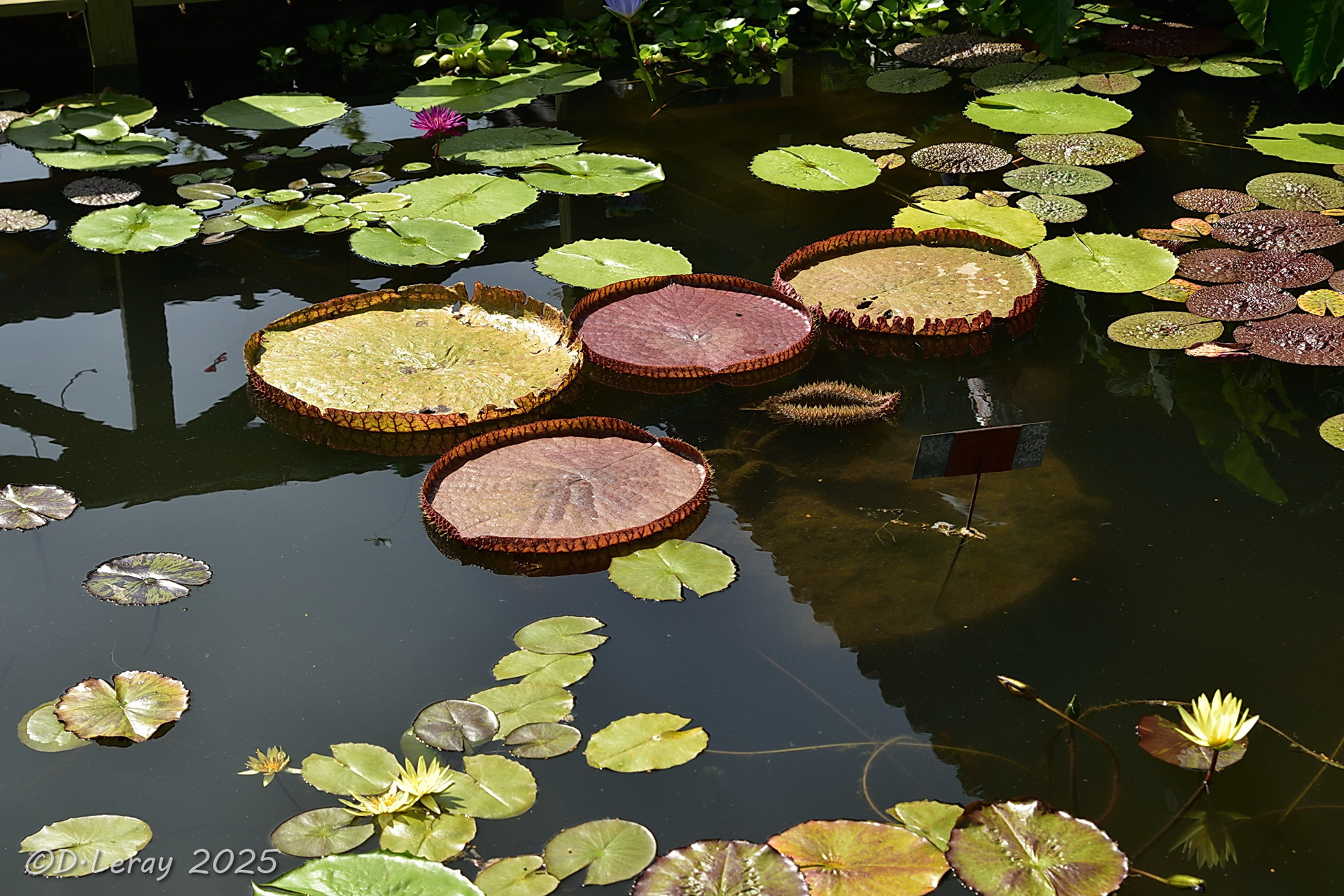 Jardins d'eau Carsac Aillac (24)-13