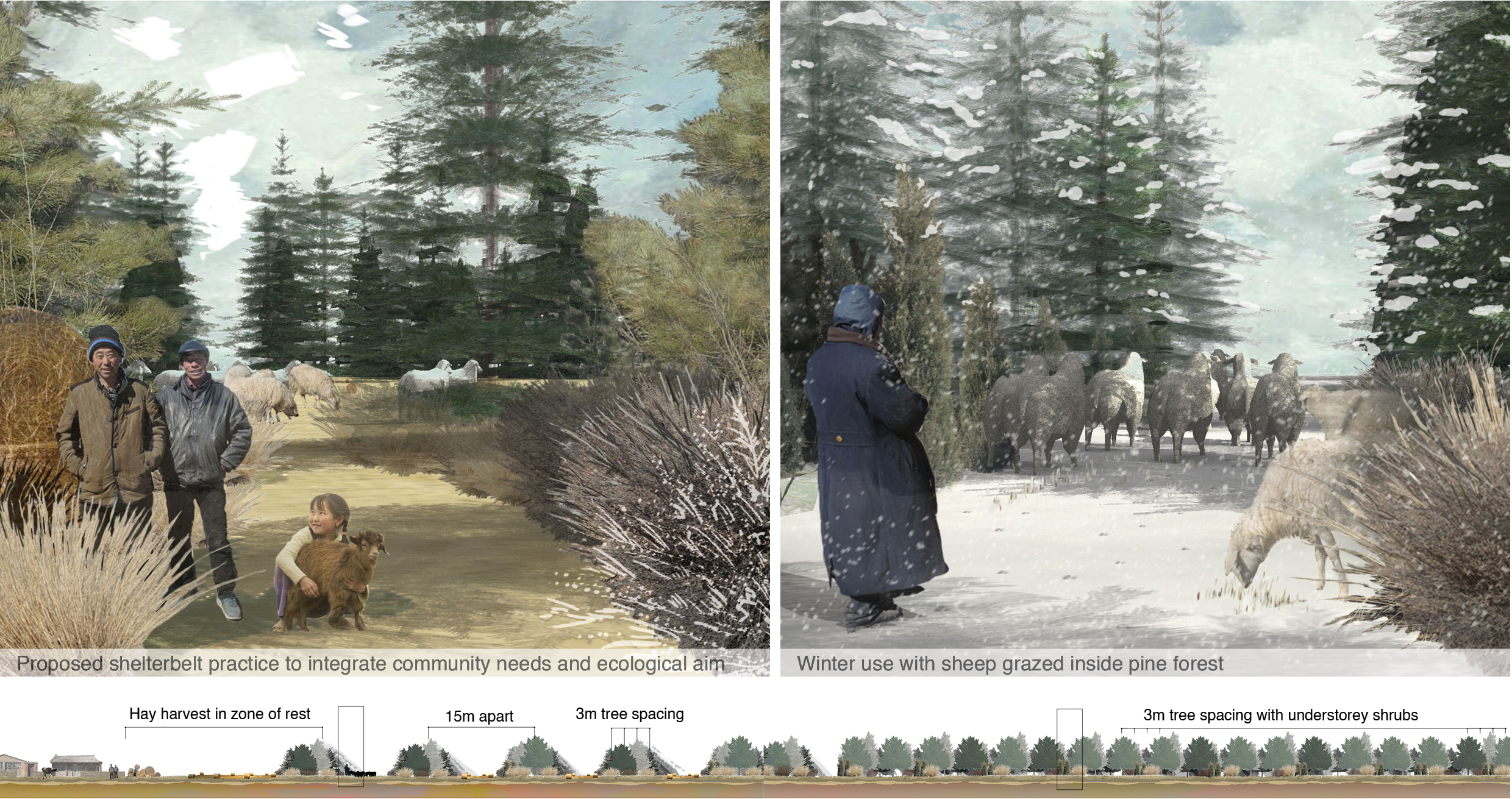 Debate on the 'Green': Shelterbelt Plantation-31