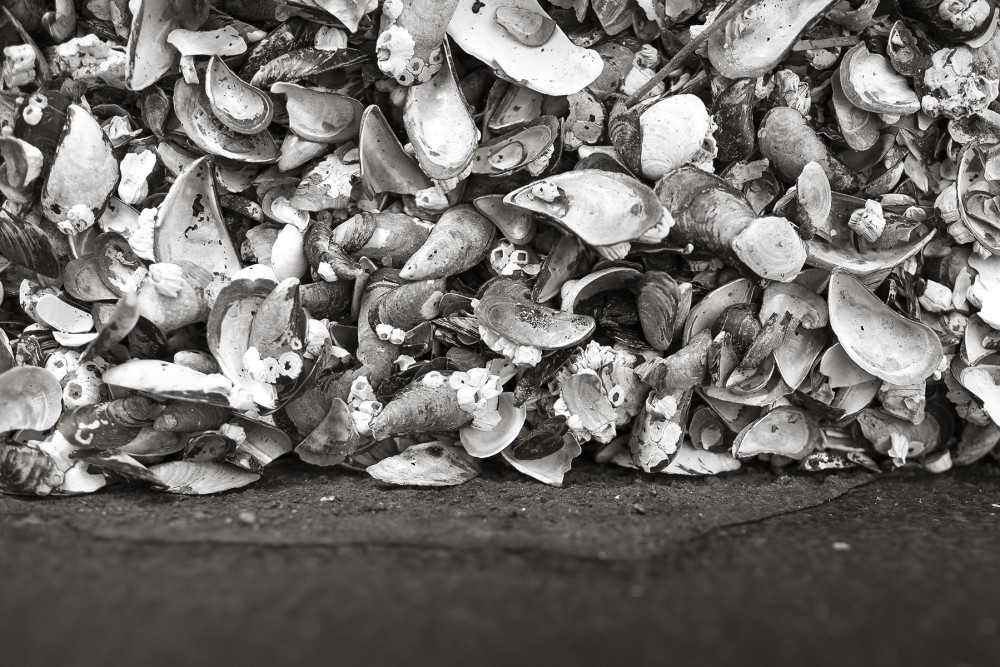 温哥华海岸线景观丨哥伦比亚丨Paul Sangha Landscape Architecture-11